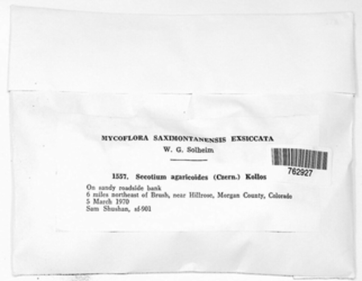 Chlorophyllum agaricoides image